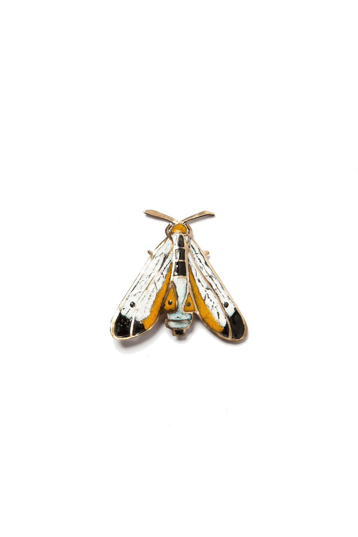Mariposa Chilena Blanca (M)