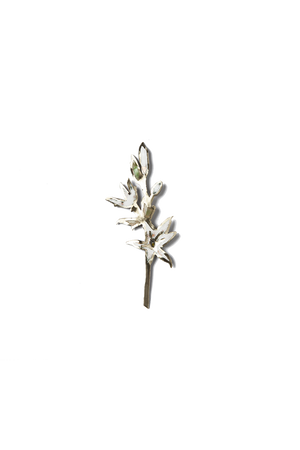 Orquidea Blanca (M)
