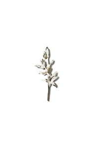 Orquidea Blanca (M)
