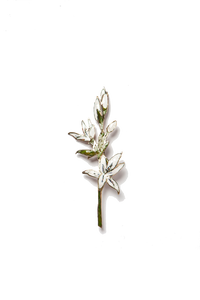 Orquidea Blanca (G)